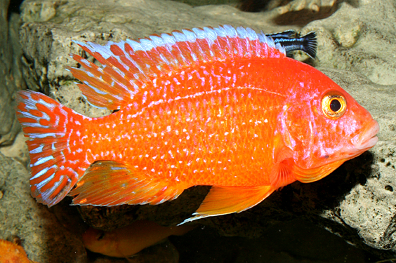 Aulonocara firefish "Coral Red"