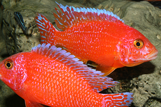 Aulonocara firefish "Coral Red"