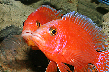 Aulonocara firefish Coral Red