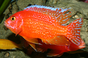 Aulonocara firefish Coral Red