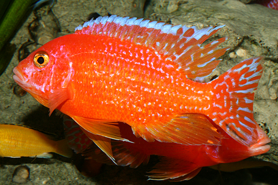 Aulonocara firefish "Coral Red"