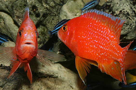 Aulonocara firefish "Coral Red"