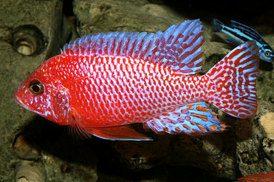 Aulonocara firefish "Coral Red"