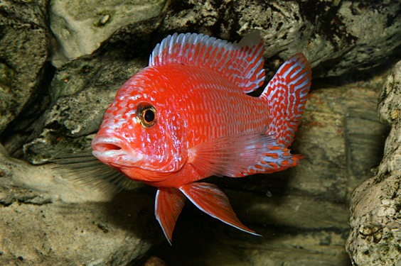 Aulonocara firefish "Coral Red"