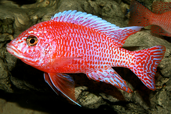 Aulonocara firefish "Coral Red"