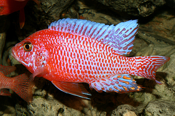 Aulonocara firefish "Coral Red"