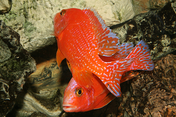 Aulonocara firefish "Coral Red"