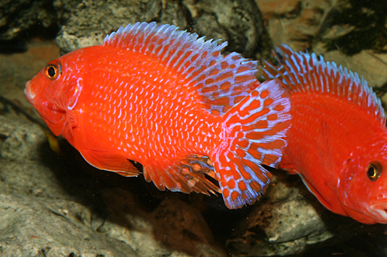 Aulonocara firefish "Coral Red"