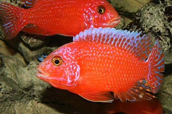 Aulonocara firefish "Coral Red"