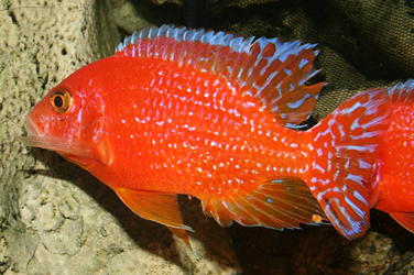 Aulonocara firefish Coral Red