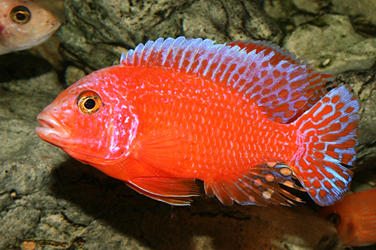 Aulonocara firefish Coral Red