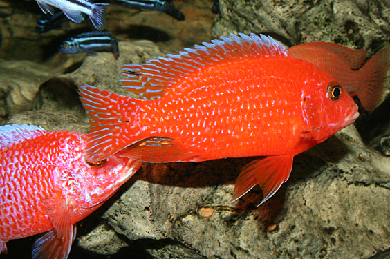 Aulonocara firefish "Coral Red"