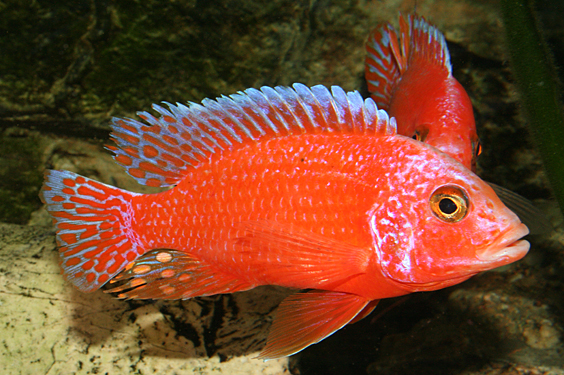 Aulonocara firefish "Coral Red"