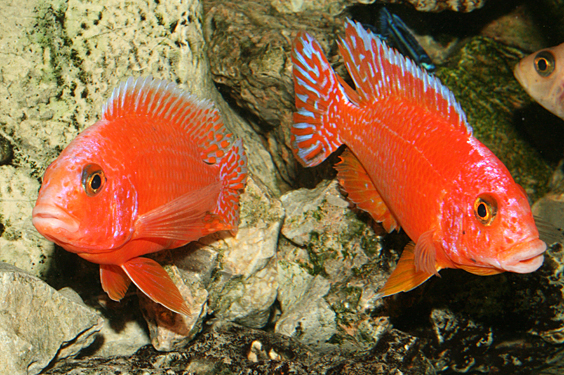 Aulonocara firefish "Coral Red"