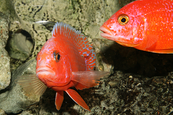 Aulonocara firefish "Coral Red"