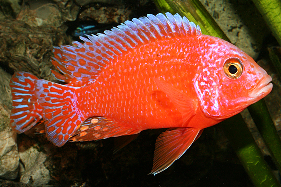 Aulonocara firefish "Coral Red"