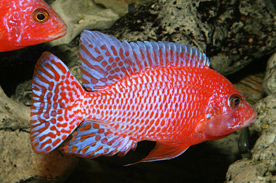 Aulonocara firefish "Coral Red"