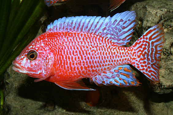 Aulonocara firefish "Coral Red"