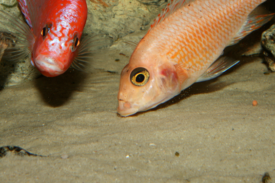 Aulonocara firefish "Coral Red"