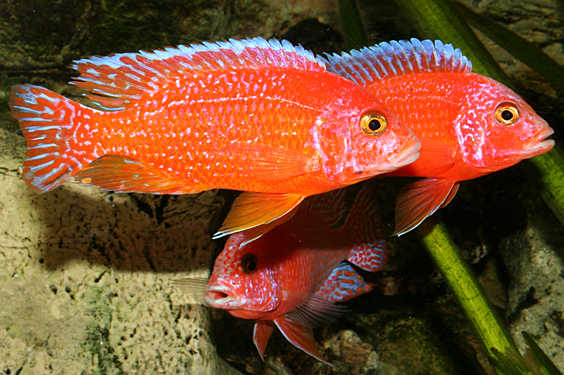 Aulonocara firefish "Coral Red"