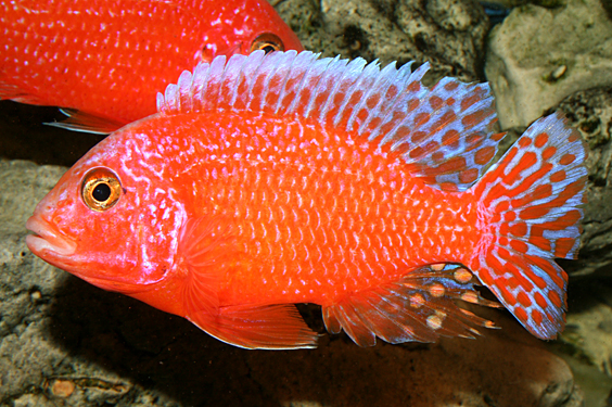 Aulonocara firefish "Coral Red"