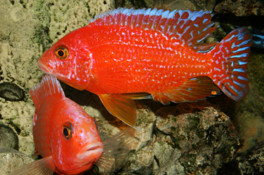 Aulonocara firefish "Coral Red"