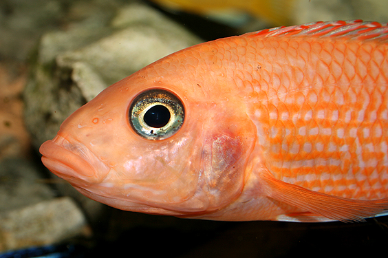 Aulonocara firefish "Coral Red"