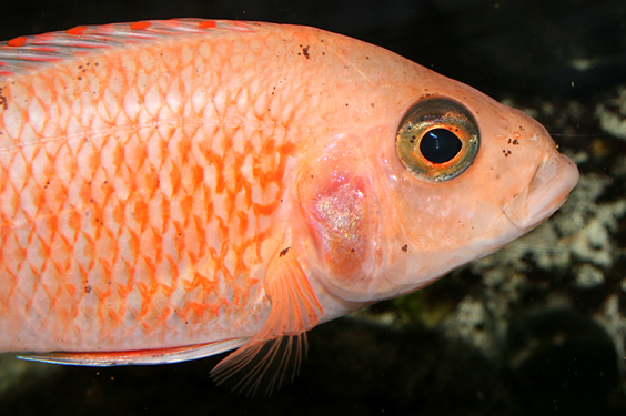 Aulonocara firefish "Coral Red"