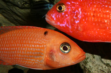 Aulonocara firefish Coral Red