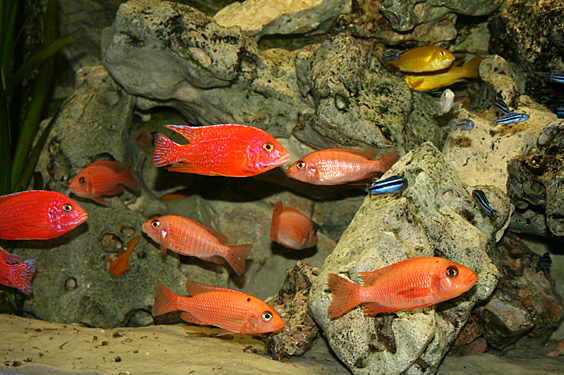 Aulonocara firefish "Coral Red"