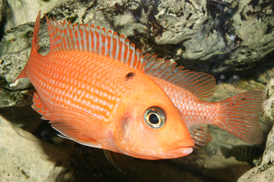 Aulonocara firefish "Coral Red"