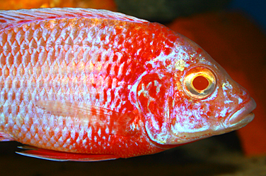 Coral Red Albino