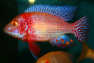 Aulonocara firefish "Coral Red" albino