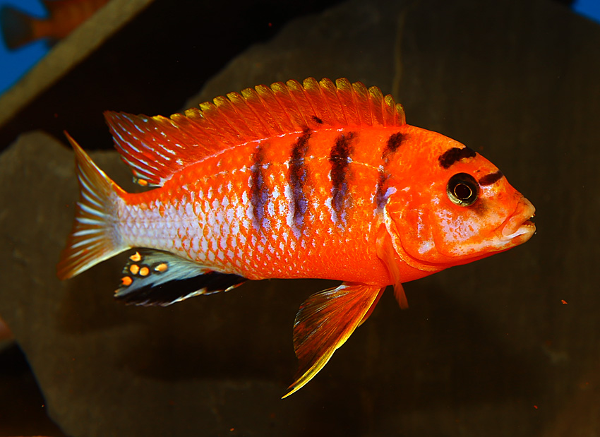 Labidochromis red top Schweden (Red Top Deluxe)