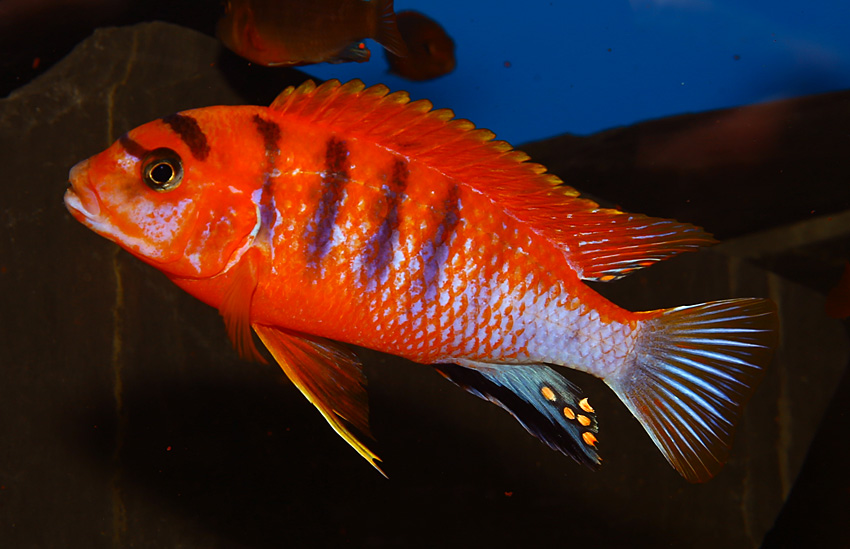 Labidochromis red top Schweden (Red Top Deluxe)