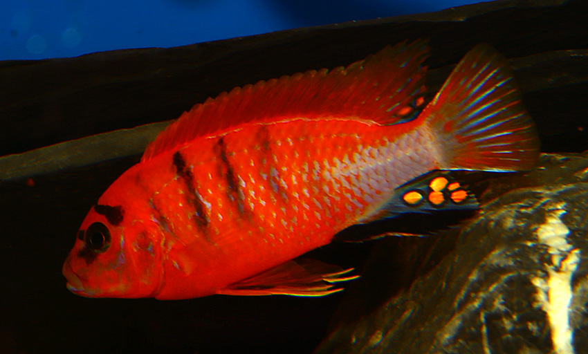 Labidochromis red top Schweden (Red Top Deluxe)