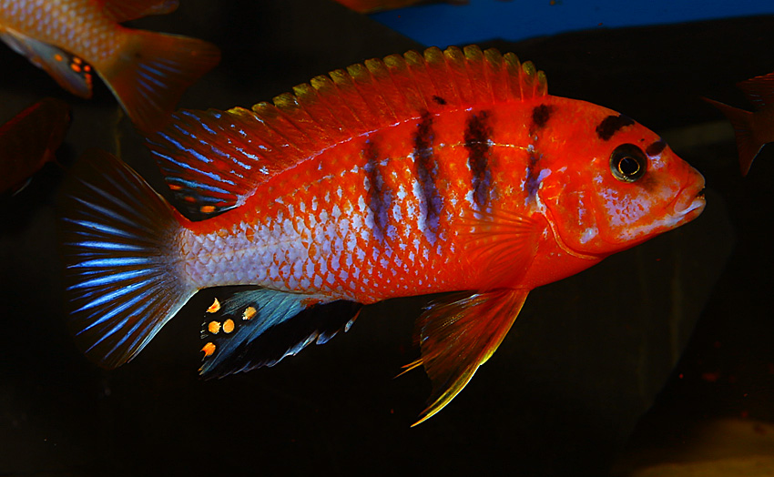 Labidochromis hongi red top Schweden (Deluxe red)