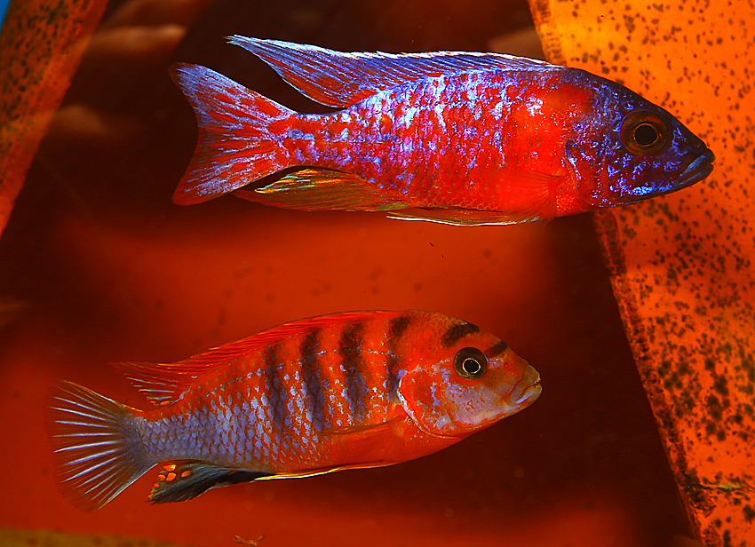 Labidochromis red top Schweden (Red Top Deluxe)