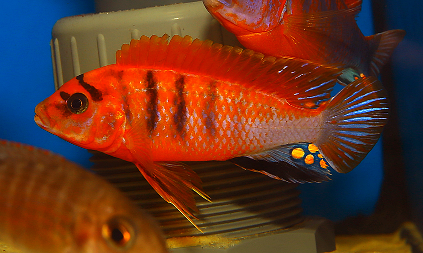 Labidochromis red top Schweden (Red Top Deluxe)