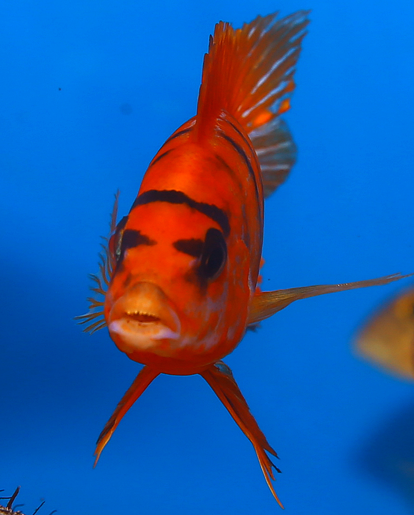 Labidochromis red top Schweden (Red Top Deluxe)