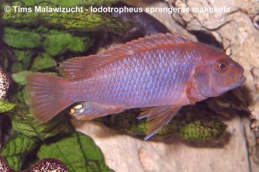 Iodotropheus sprengerae -makokola red-