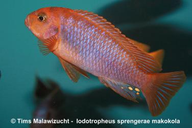 Iodotropheus sprengerae -makokola red-