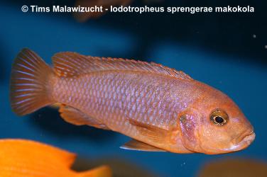 Iodotropheus sprengerae -makokola red-