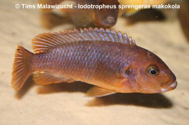 Iodotropheus sprengerae -makokola red-