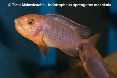 Iodotropheus_sprengerae