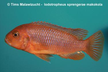 Iodotropheus sprengerae -makokola red-