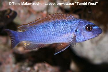 Labeotropheus trewawase Tumbi West normale Farbmorphe