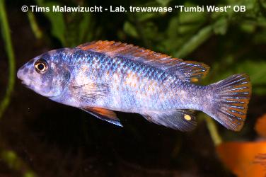 Labeotropheus trewawase Tumbi West OB