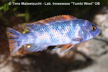 Labeotropheus trewawase Tumbi West OB