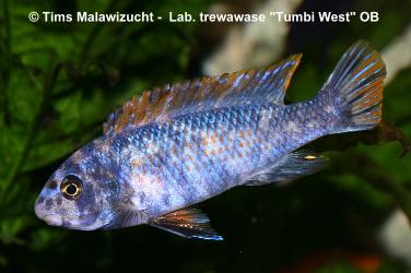 Labeotropheus trewawase Tumbi West OB